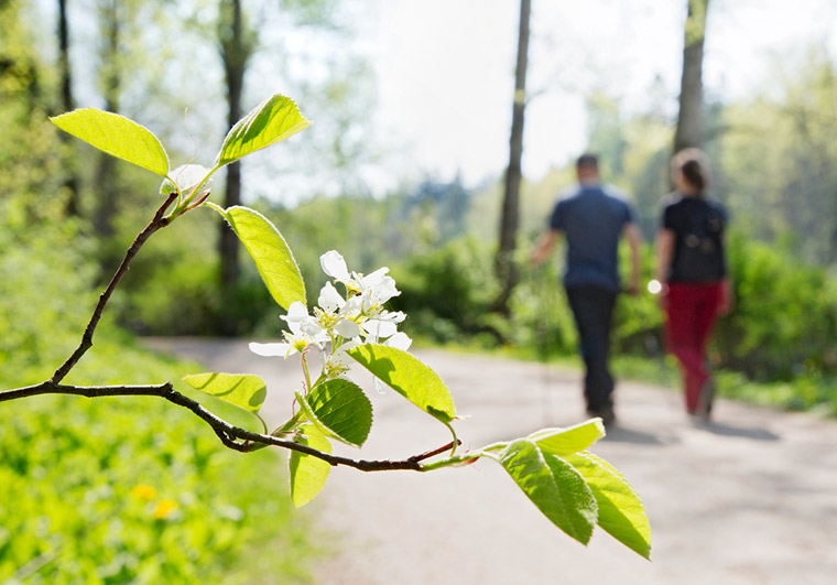 Blommande gren, två personer på skogsstig i bakgrunden.